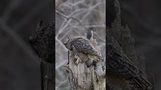 Toronto Canada  Owl in Nest  Baby Owls  Owlets in Nest  Owl Family  Owl Nesting owl birds [upl. by Retep]