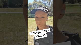 🤣 Swooping Season magpie swoop walk maggie dogwalk sun httpsfashionjamessentialscomau [upl. by Akins]