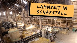 Lammzeit  im Schafstall  kurzer Einblick  DEICHVLOG 68 [upl. by Annaoj]