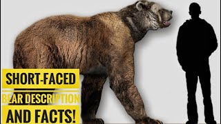 Shortfaced bear  Description and Facts [upl. by Evangelia]