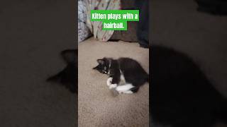 Kitten plays with a hairball meeko cat catvideos kittens [upl. by Lampert]