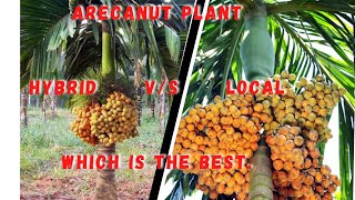 Hybrid arecanut plants  Hybrid Supari treeARECANUTplants [upl. by Aurilia]