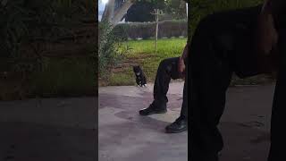 Gato esmoquin cat tuxedocat pets shorts viralvideo [upl. by Ydnam]