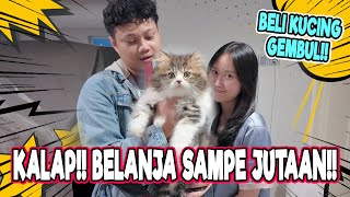 SAMPAI KALAP BELI KEBUTUHAN KUCING HABIS JUTAAN [upl. by Yme878]