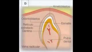 Odontogénesis Embriología Dentaria [upl. by Herzberg822]