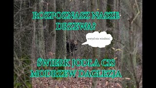 Jak rozpoznawać drzewa iglaste PODSTAWY MUSISZ TO WIEDZIEĆ drzewa edukacja [upl. by Niehaus]