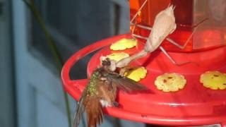 Praying Mantis kills hummingbird 3 [upl. by Chobot675]