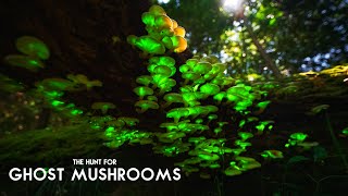 The Hunt for Ghost Mushrooms Bioluminescent Fungi [upl. by Barrus469]