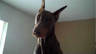 Howling Doberman [upl. by Ecirahc]