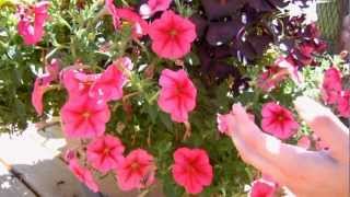 How to Keep your Petunias Looking Full and Flowering [upl. by Enilegna968]