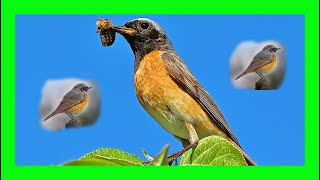 Common Redstart Bird Song Call Chirp Voice  Colirrojo Real Canto  Phoenicurus Phoenicurus [upl. by Ettesel883]