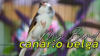 Canario Belga Cantando 308 Canto de Canário Belga para Esquentar Qualquer Canário Frio [upl. by Attennyl758]