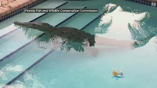 Homeowner Finds Floating Croc In Florida Keys Pool [upl. by Eedrahs]