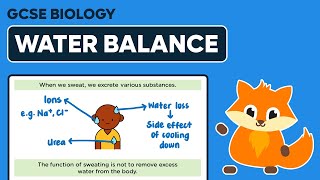 Maintaining Water Balance in the Body  GCSE Biology [upl. by Foskett457]