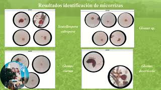 Evaluación de las micorrizas en el rendimiento agronómico de la espinaca Spinacia oleracea L [upl. by Ettenauq]