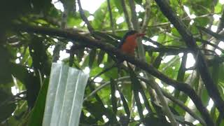 Redbreasted ParadiseKingfisher Tanysiptera nympha Malagufuk West Papua Indonesia 16 Nov 2018 [upl. by Tema]