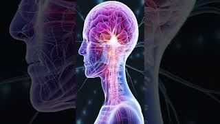 528Hz Nervous System Sound Healing  Parasympathetic Nervous System Healing Frequency Music [upl. by Ydnarb123]