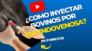 Cómo inyectar bovinos por vía endovenosa “intravenosa” [upl. by Yedok]