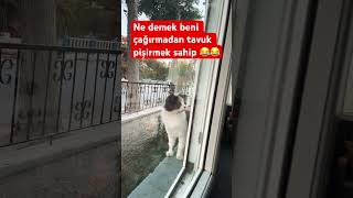 Kedi isimleri yazın bakalım ♥️ nilanka edit keşfet editkeşfi ümmügülsüm cat [upl. by Gabrielle]