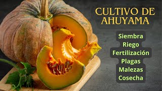 CULTIVO DE AHUYAMA Calabaza Zapallo Ayote [upl. by Burnaby89]