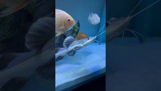 Redtail catfish🐠 redtailcatfish catfish monsterfish fishtank fish aquarium ytshorts shorts [upl. by Reffotsirk]