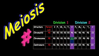 Numbers During Meiosis  Simplified [upl. by O'Meara]