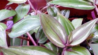 A Closer Look at TRADESCANTIA ZEBRINA  Spiderwort Wandering Jew [upl. by Ennaid]