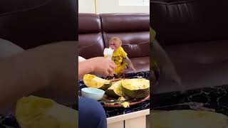 Bibi wants Dad to make jackfruit yogurt monkey babymonkey funny cute animals pets shorts [upl. by Anair]