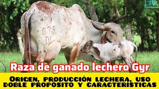 Raza de ganado lechero Gyr  Origen Producción lechera uso doble propósito y características [upl. by Achilles]