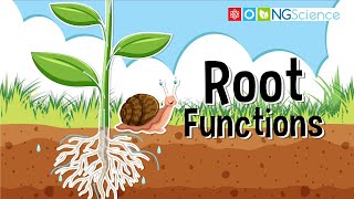 Root Functions [upl. by Ricardama583]