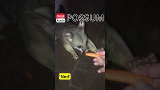 Even Wild Possums are Scared of Scary Australian Wildlife Noises at Night australia wildlife [upl. by Shoshanna]