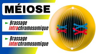 La méiose brassages intrachromosomique et interchromosomique expliqués [upl. by Batholomew]