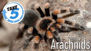 Arachnids Take 5 [upl. by Herries765]