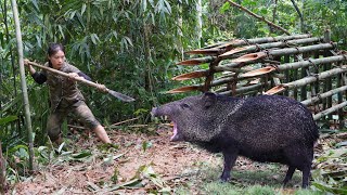 breaking into wild boars den being attacked by wild boar skills wild boar trap survival alone [upl. by Stalder]