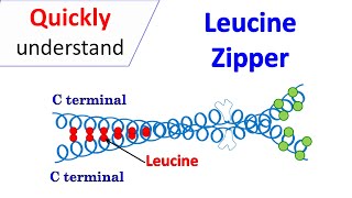 Leucine zipper motif [upl. by Aisatan]