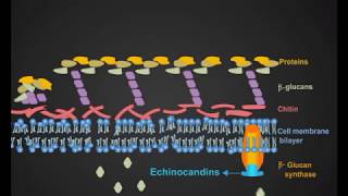 Echinocandins animation [upl. by Leila]