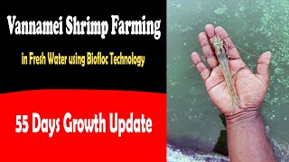 Vannamei Shrimp Farming in 10 Lac Liter Open Fresh Water Biofloc System  55 Days Culture Update [upl. by Eisor]