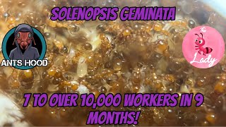 Solenopsis geminata 7 to over 10000 workers in just 9 months [upl. by Eelasor]