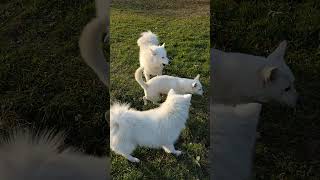 Energic Samoyed family  Jessie the boss checking up on them [upl. by Wellesley335]