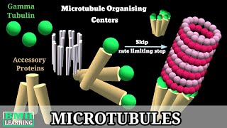 Microtubules  Microtubule Structure amp Function  Microtubules Assembly Microtubule Polymerisation [upl. by Aeneas]