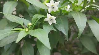 Hot pepper flower with Bird is singing [upl. by Cantu611]