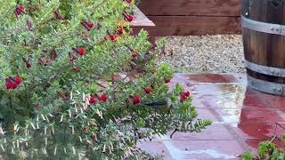 Yellowrumped Warblers Have Arrived [upl. by Stephanie]