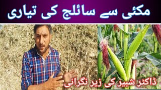 silage making process  silage making process in pakistan  how to make corn silage [upl. by Cicero]