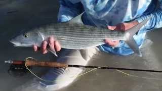 Fly Fishing for BIG Bonefish on a 4Wt Sage ZXL Rod  Fly Fishing amp Dreams [upl. by Anal]