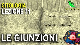 LE GIUNZIONI Adesione e comunicazione cellulare Citologia Lezione 11 [upl. by Anertac]