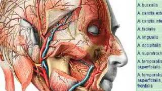 Regio auricularis posterior [upl. by Nnahsal]