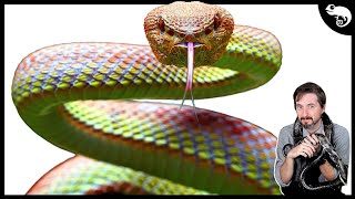 The COMPLETE Phylogeny of Snakes [upl. by Yemrots280]