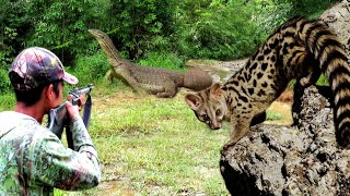 BERBURU‼️MUSANG BESAR DI MUSIM DURIAN DAN BIAWAK PENGHUNI KOLONG JEMBATAN [upl. by Nitram]