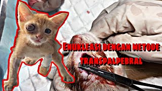 Kucing Rescue yang Mengalami Prolapsus Bulbus Oculi Dextra [upl. by Naugal]