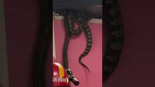 Mating Pythons Crash Through Ceiling [upl. by Hayyifas]